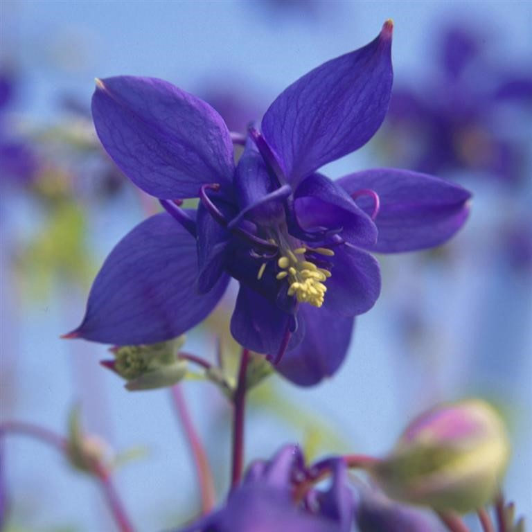 Aquilegia vulgaris 'Woodside Gold'