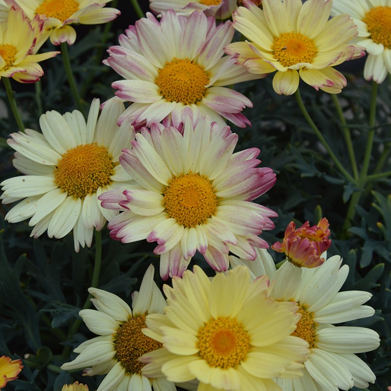 Argyranthemum 'Sunny Memories' (P)