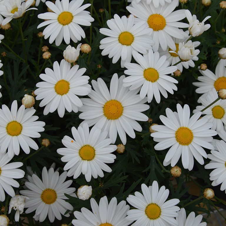 Argyranthemum 'So Sweet' (P)