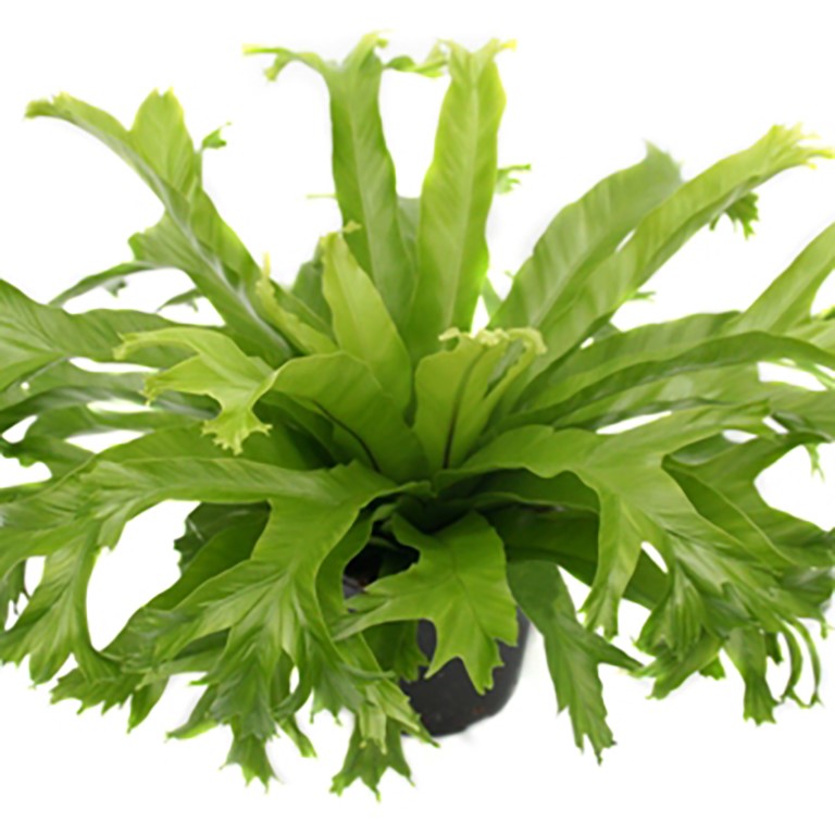 Asplenium Crissie (VR) (Japanese Birds-Nest Fern)