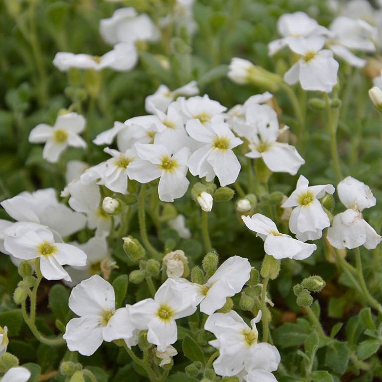 Aubrieta 'Pixie Pearls'