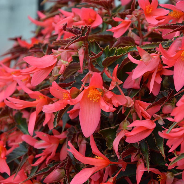 Begonia Summerwings 'Coral Dark Elegance' (P)