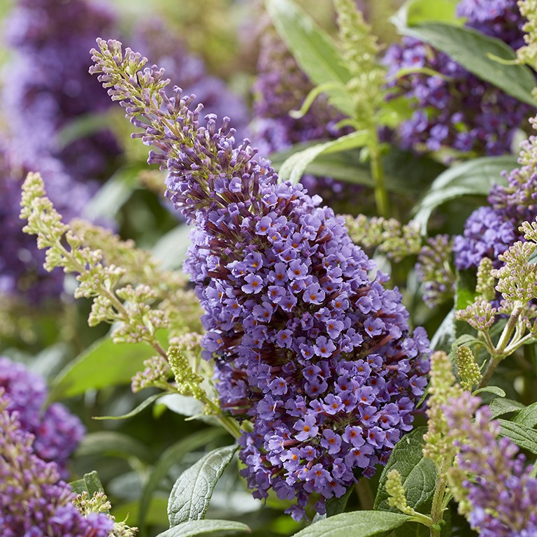 Buddleja Butterfly Candy 'Little Lila' (P)