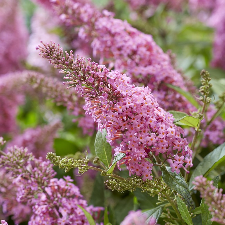 Buddleja Butterfly Candy 'Little Pink' (P)