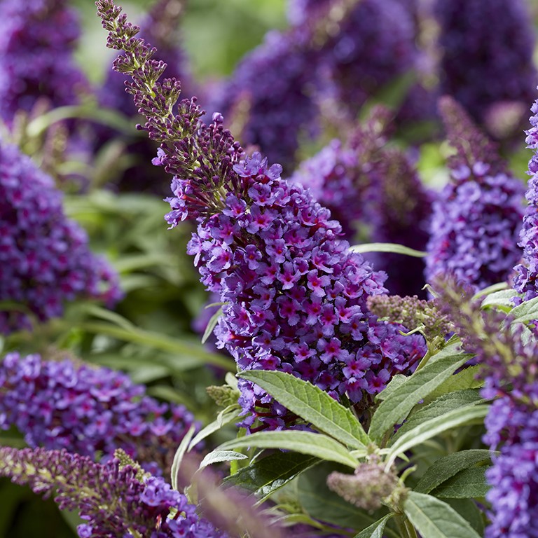 Buddleja Butterfly Candy 'Little Purple' (P)