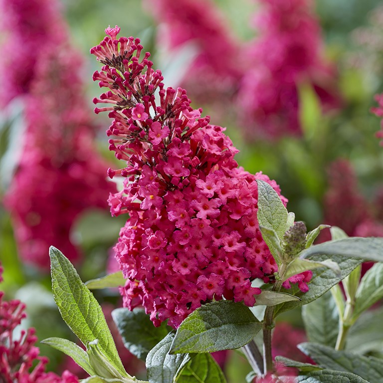 Buddleja Butterfly Candy 'Little Ruby' (P)