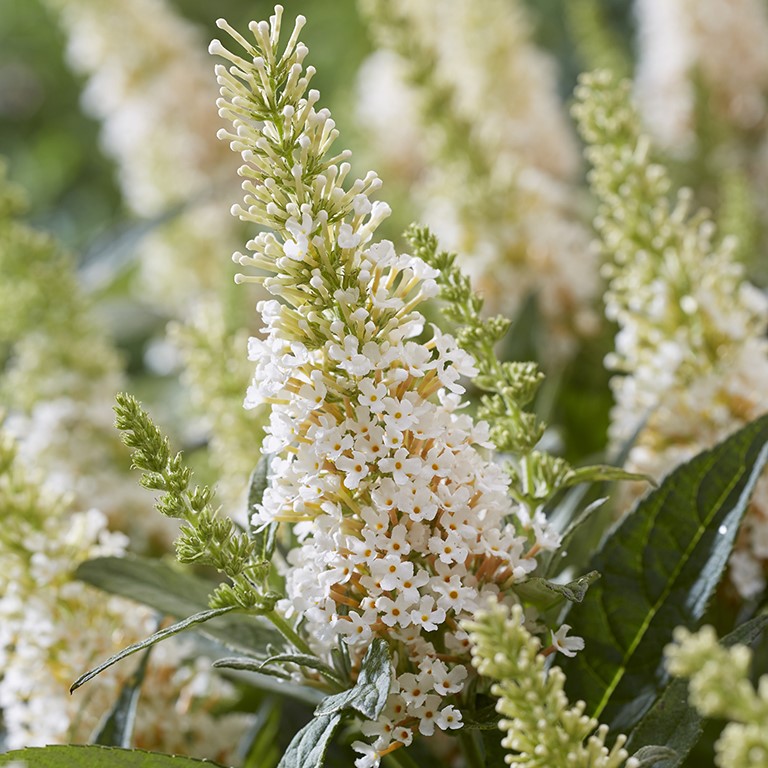 Buddleja Butterfly Candy 'Little White' (P)