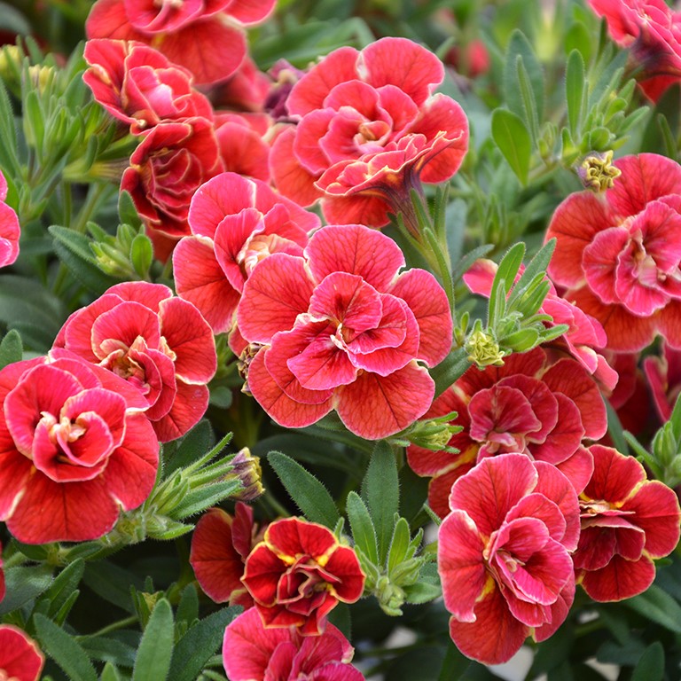 Calibrachoa Superbells 'Double Redstone' (P)