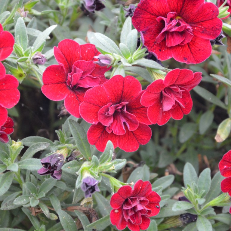 Calibrachoa Unique 'Double Velvet Red' (P)