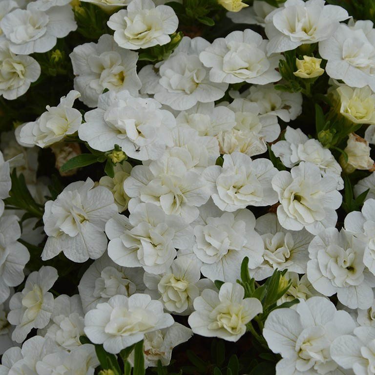 Calibrachoa Unique 'Double White' (P)