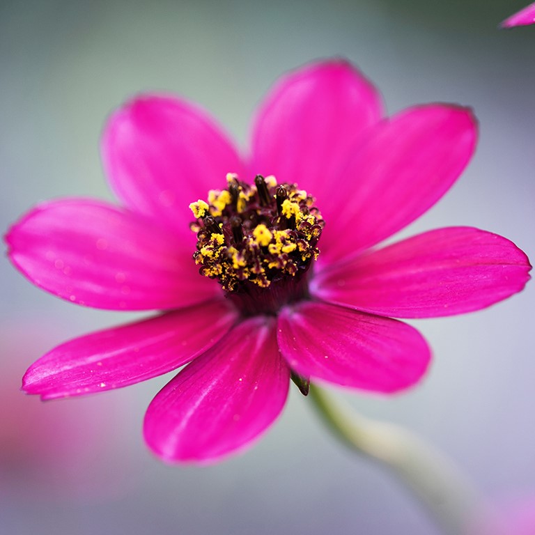 Cosmos astrosanguineus 'Cherry Chocolate' (P)