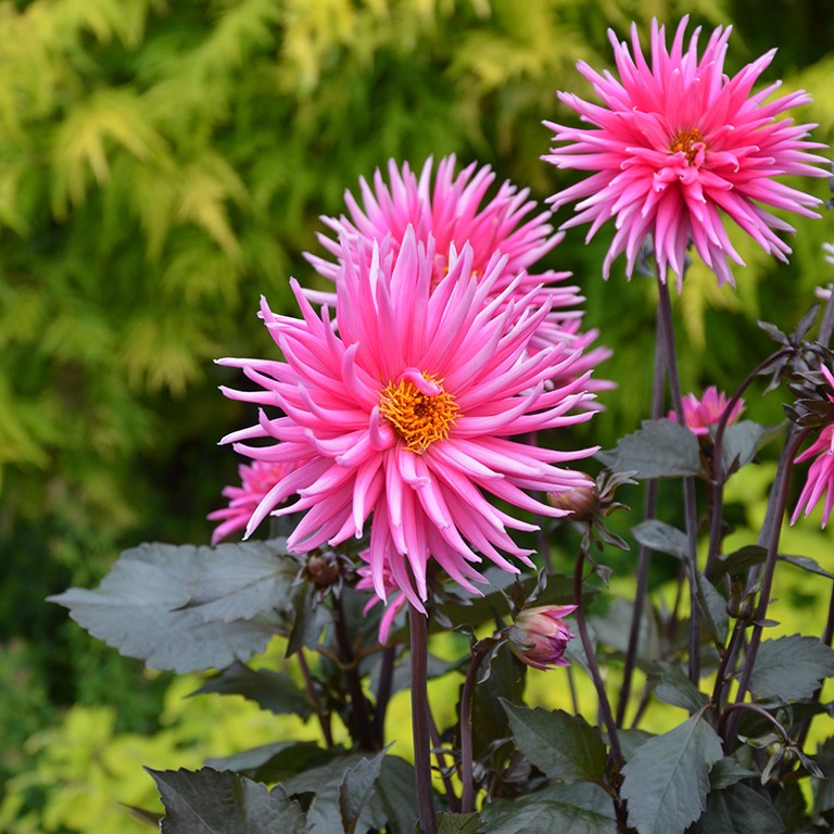 Dahlia 'Electro Pink' (P)