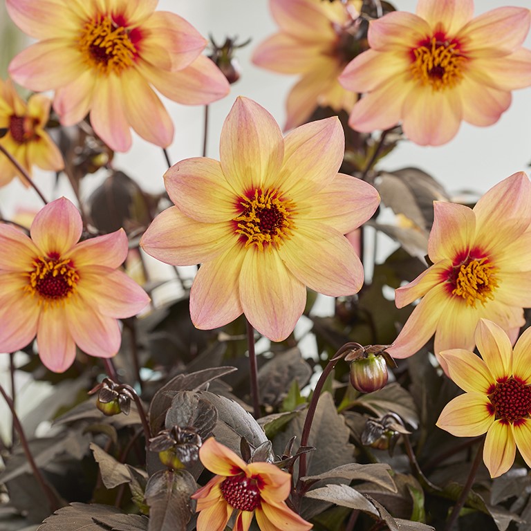 Dahlia Mystic 'Fantasy' (P)