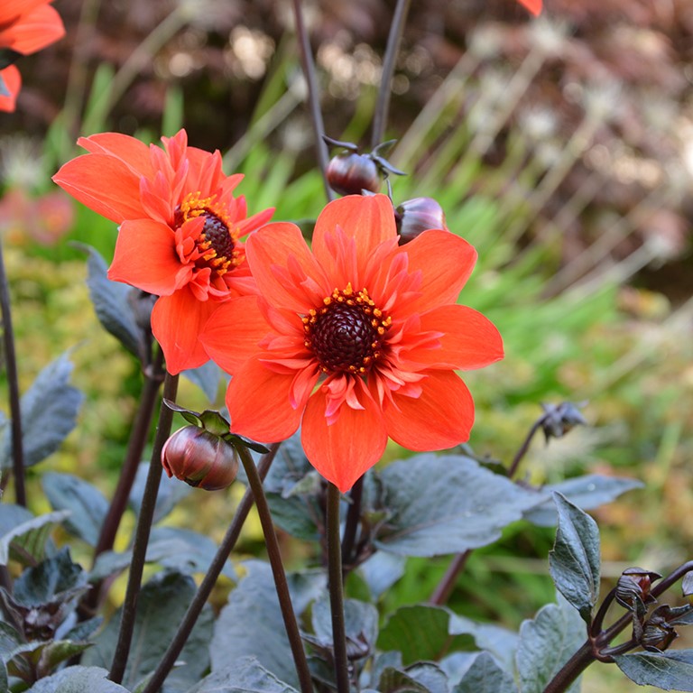 Dahlia Mystic 'Flares Time' (P)