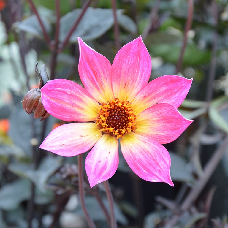 Dahlia Mystic 'Sparkler' (P)