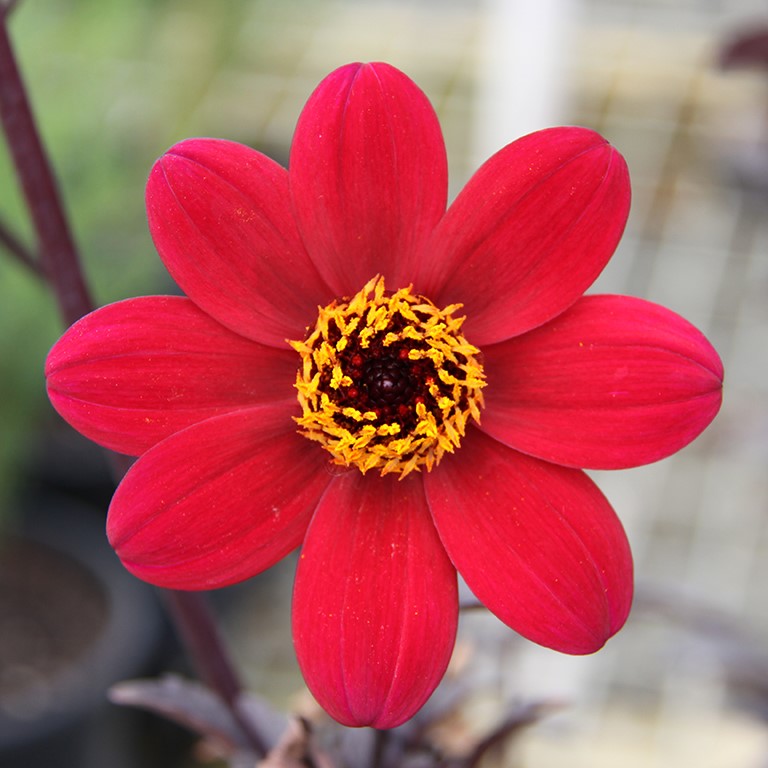 Dahlia Mystic 'Wonder' (P)