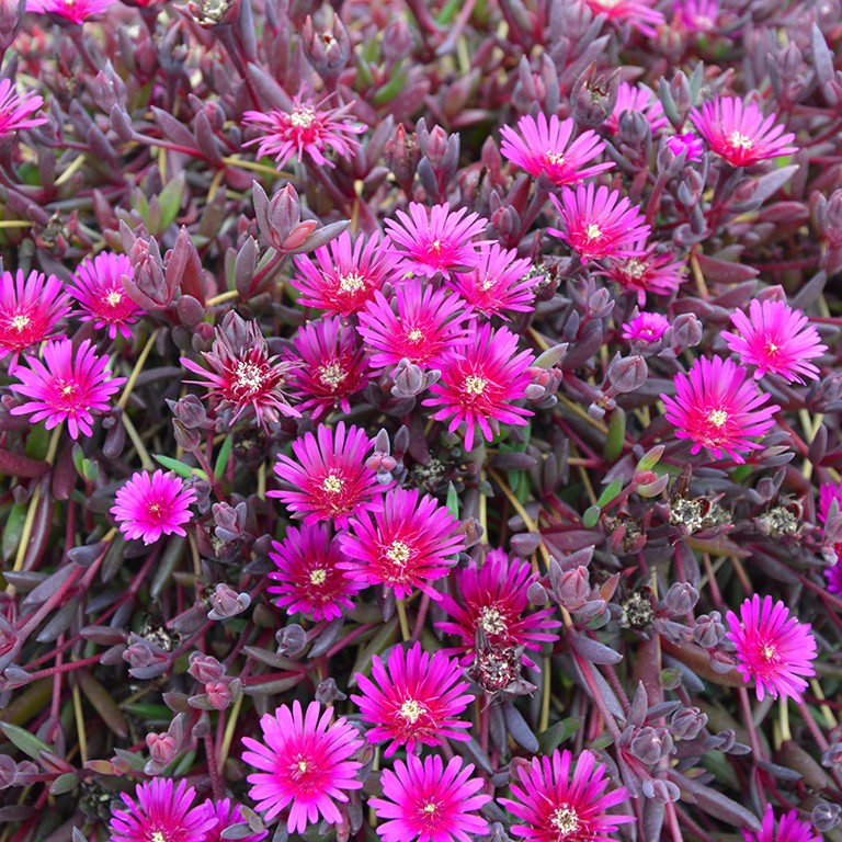 Delosperma Desert Dancers 'Purple' (P)