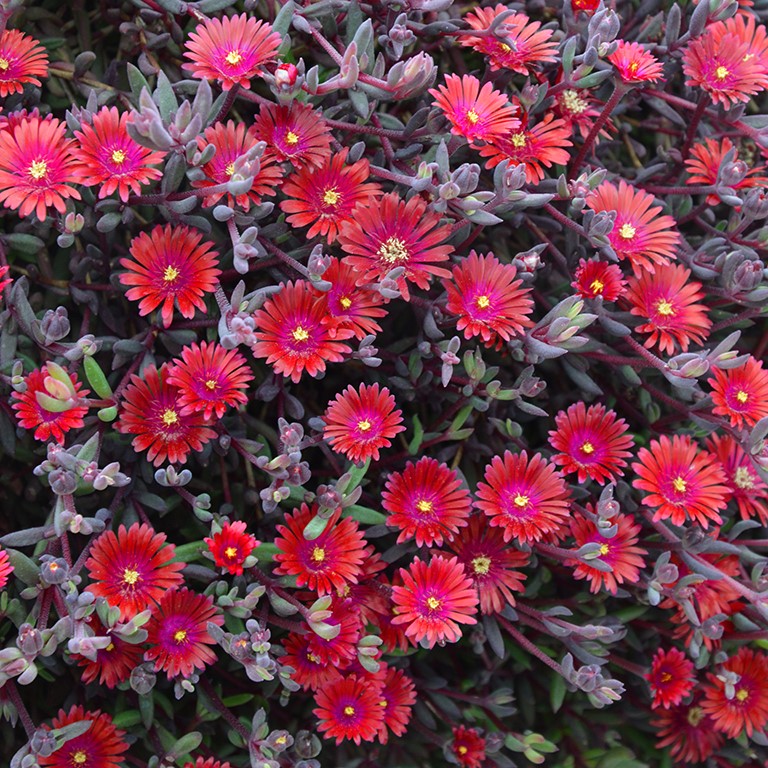 Delosperma Desert Dancers 'Red' (P)