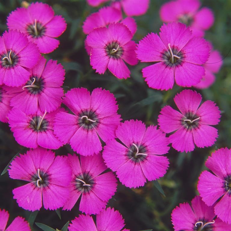 Dianthus 'Inshriach Dazzler'