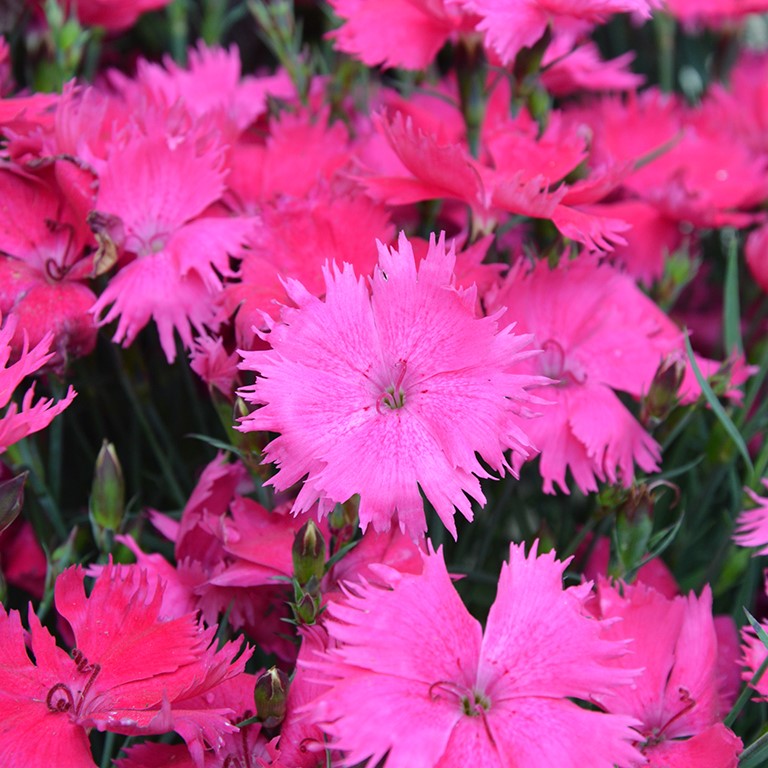 Dianthus 'Pinky McPink Face' (P)