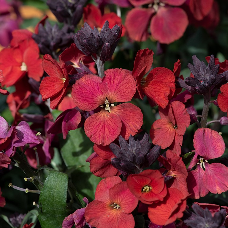 Erysimum Colour Vibe 'Red' (P)