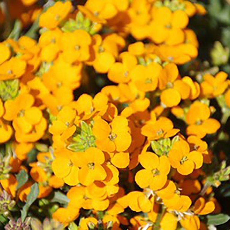 Erysimum Glow 'Coral' (P)