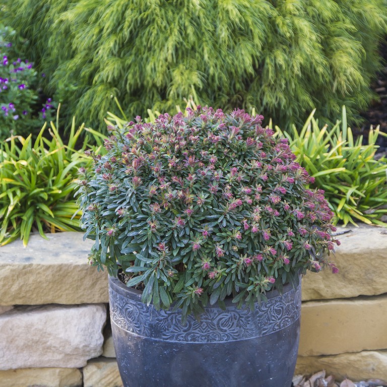 Euphorbia 'Ascot Petite' (P)