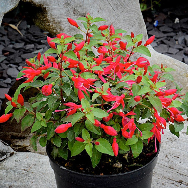 Fuchsia 'Chilli Red' (VR)