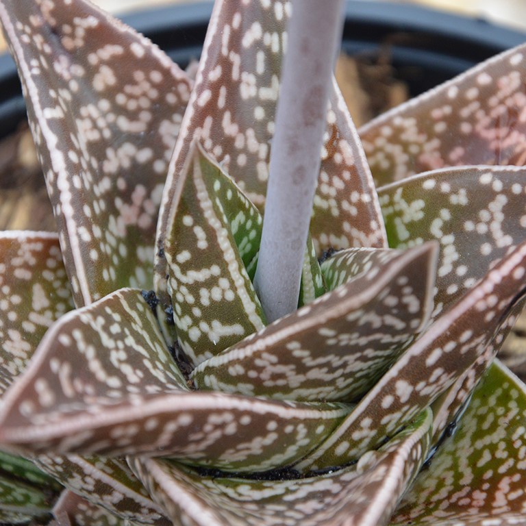 Gasteria 'Variegata'