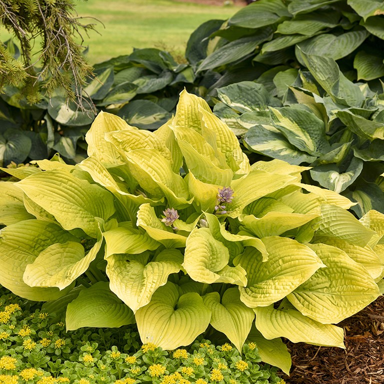 Hosta Shadowland 'Coast to Coast' (P)