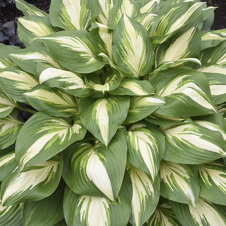 Hosta Shadowland 'Miss America' (P)