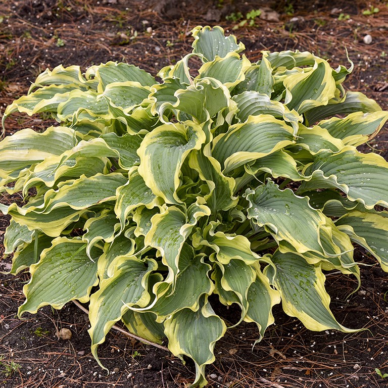 Hosta Shadowland 'Voices in the Wind' (P)