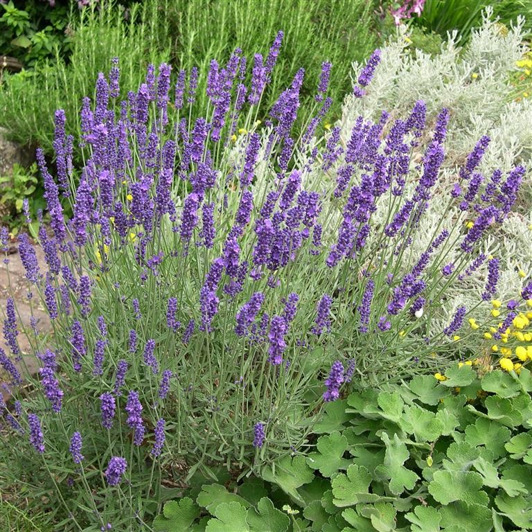 Lavandula angustifolia 'Hidcote'