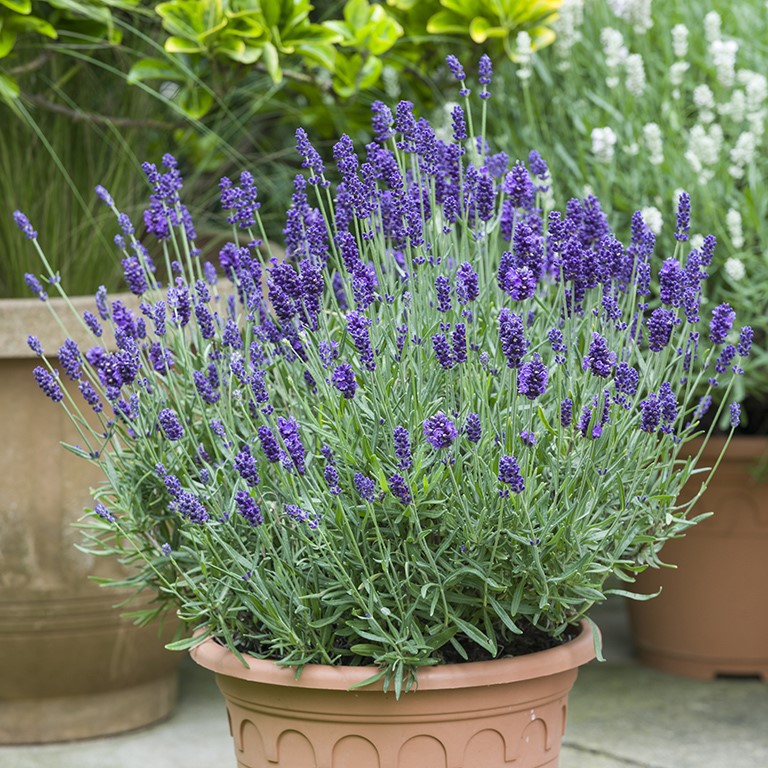 Lavandula angustifolia 'Oxford Gem' (P)