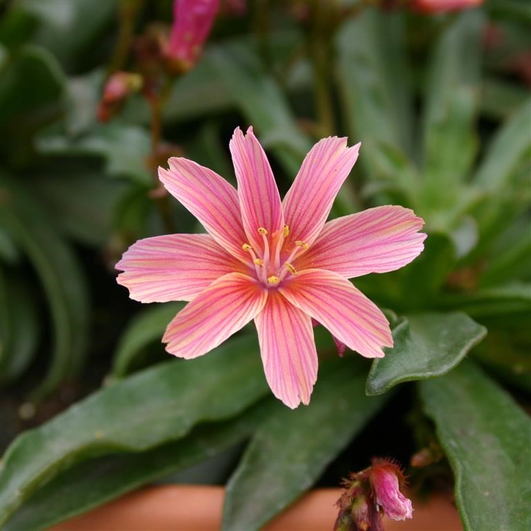 Lewisia long.-hyb. 'Little Plum'