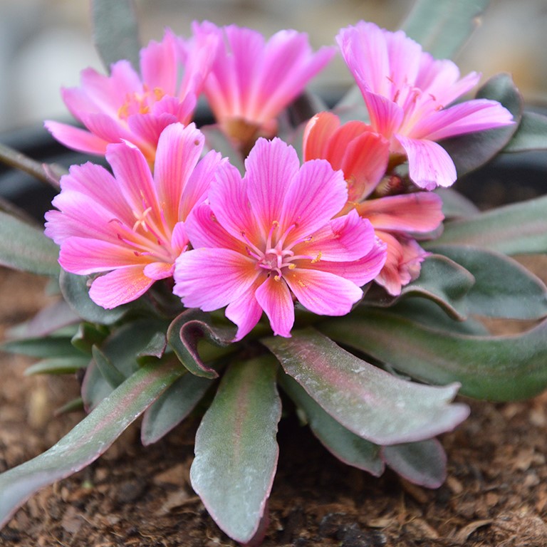 Lewisia long.-hyb. 'Little Raspberry'