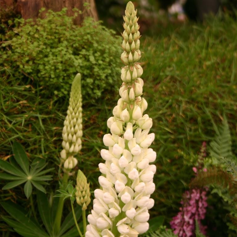 Lupin Russell 'Noble Maiden' (Fraulein)