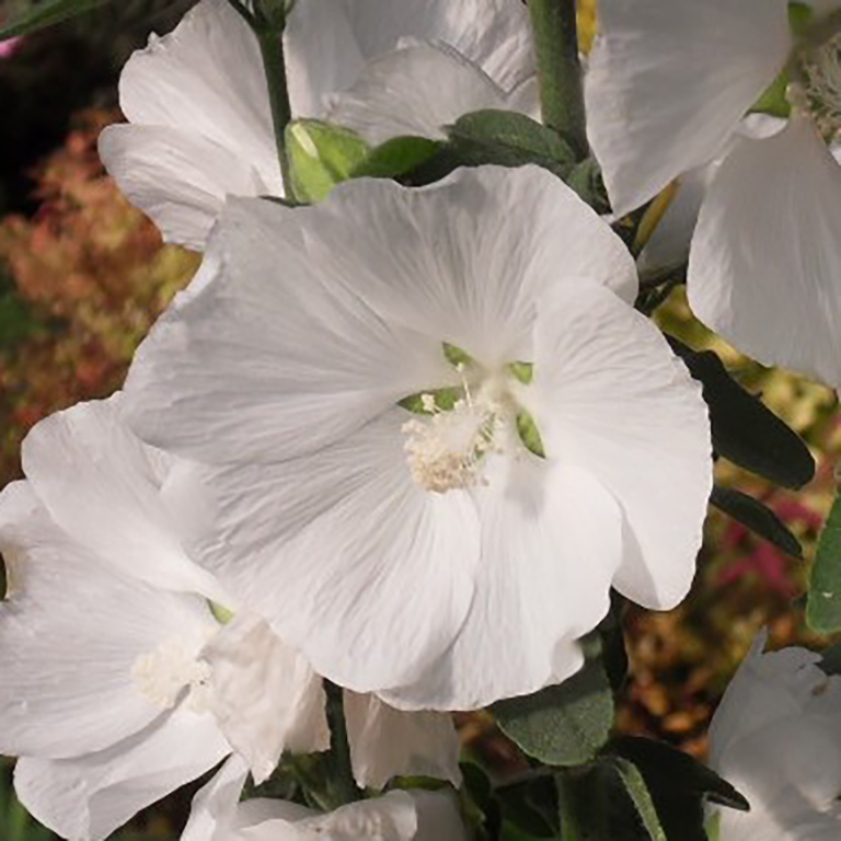 Lavatera Marshmallow 'Ice White' (P)