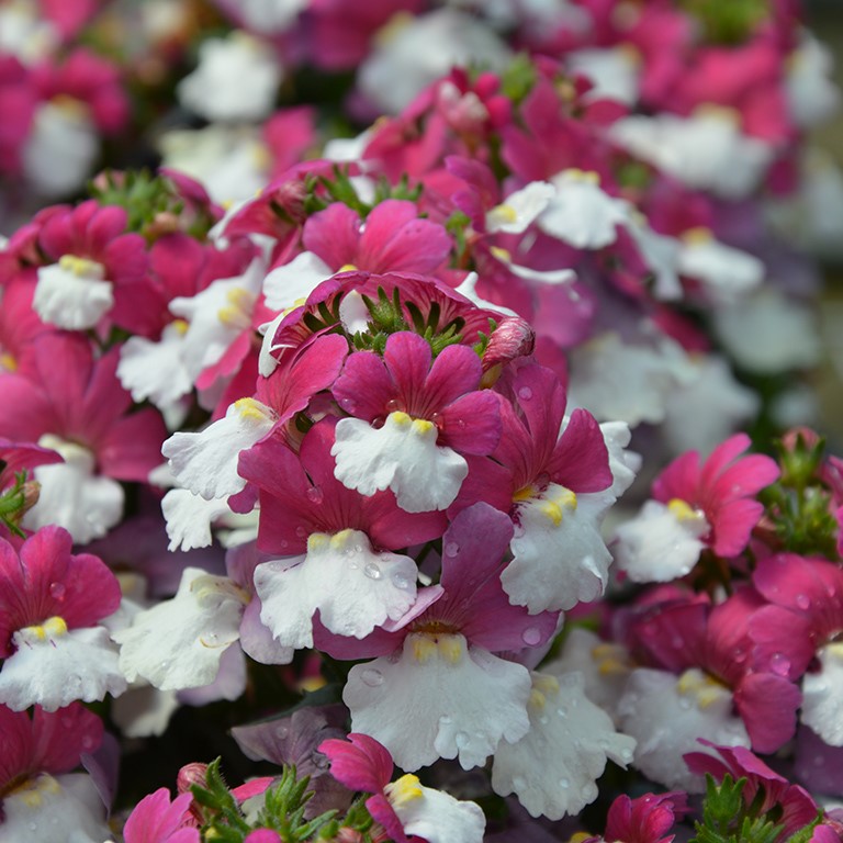 Nemesia Sunsatia Plus 'Little Berry' (P)