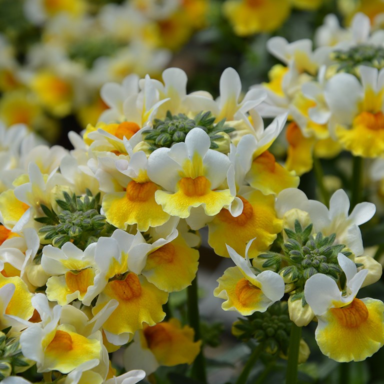 Nemesia Sunpeddle 'Yellow White' (P)