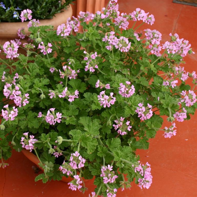 Pelargonium Scented 'Attar of Roses'