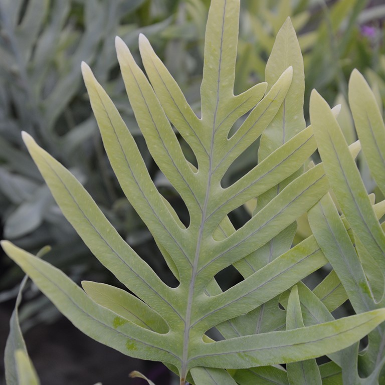 Phlebodium aureum 'Blue Star'