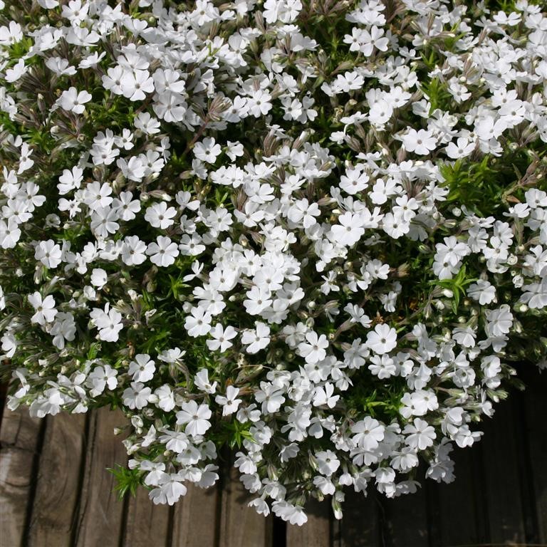 Phlox douglasii 'Ice Mountain'