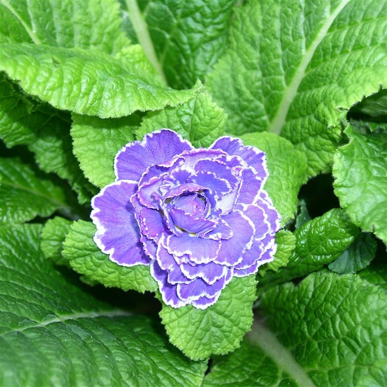 Primula  Belarina 'Amethyst Ice' (P)