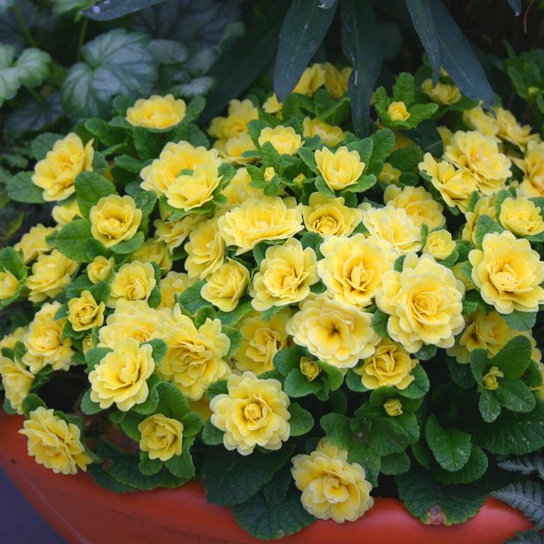 Primula  Belarina 'Buttercup Yellow' (P)