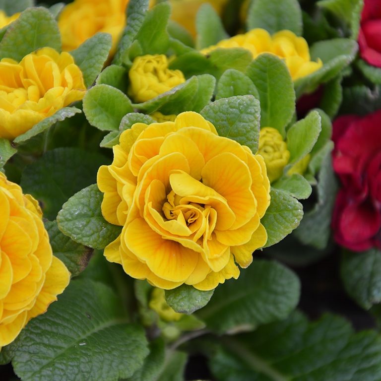 Primula  Belarina 'Goldie' (P)