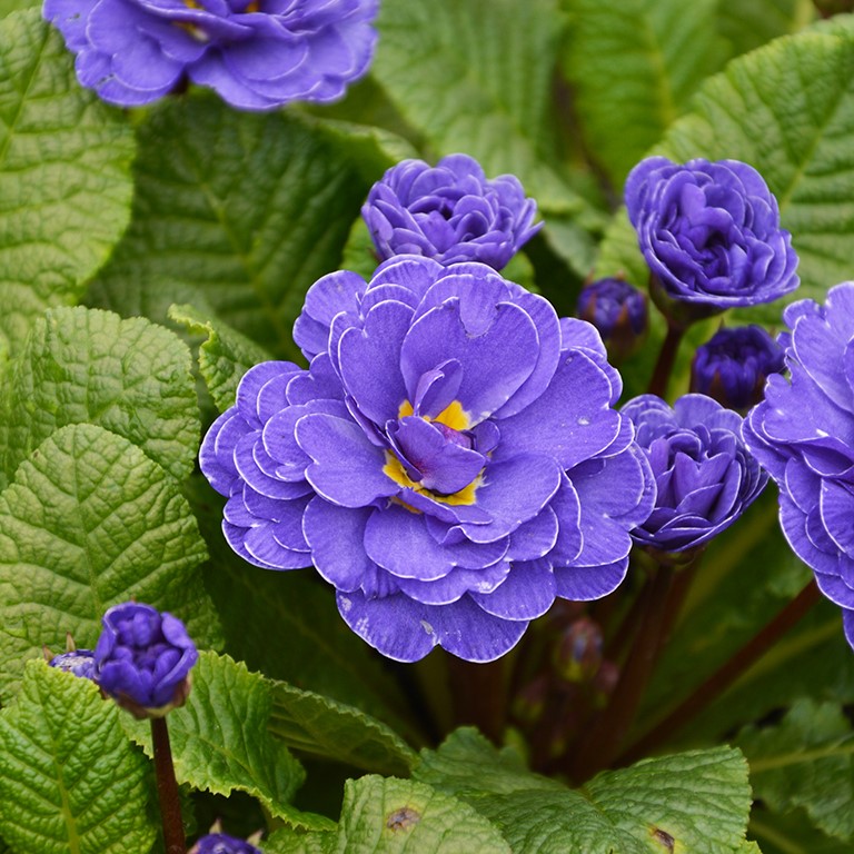 Primula  Belarina 'Ocean Blue' (P)