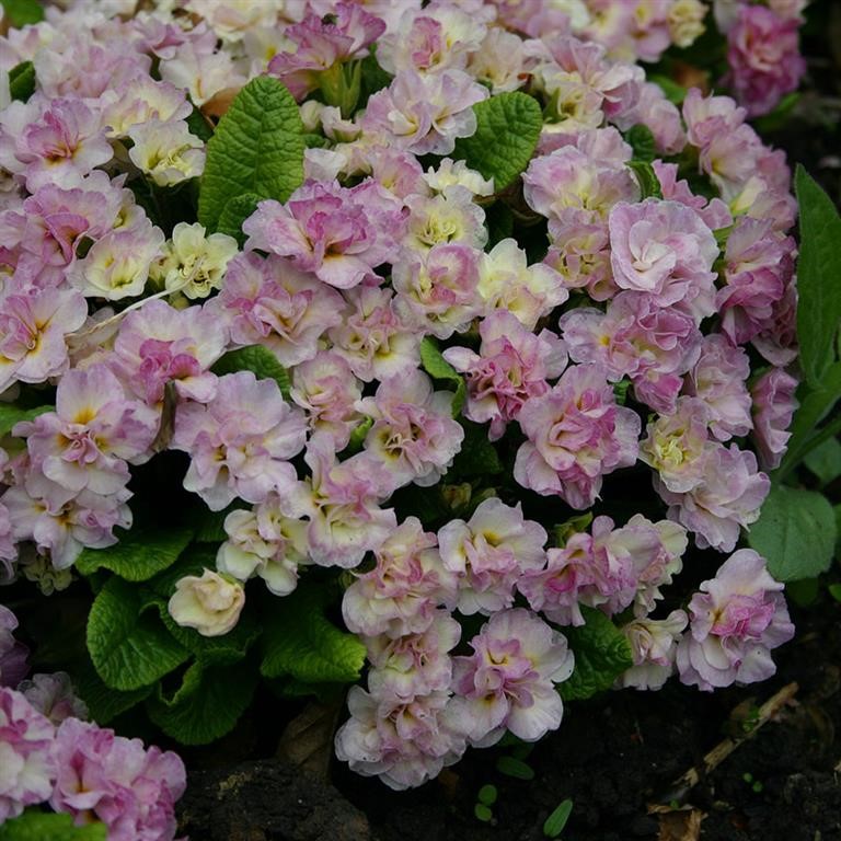 Primula  Belarina 'Pink Champagne' (P)