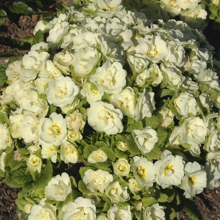 Primula Belarina 'Cream' (P)