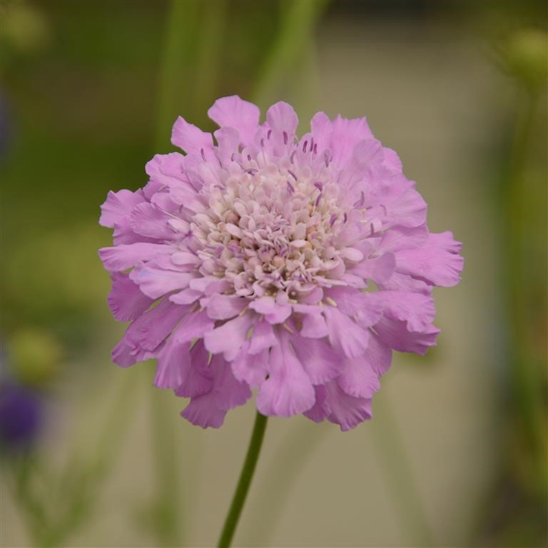 Scabiosa incisa Kudo 'Pink' (P)